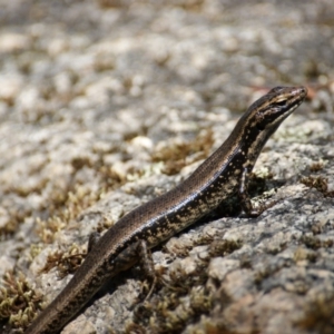 Eulamprus heatwolei at Paddys River, ACT - 16 Feb 2016