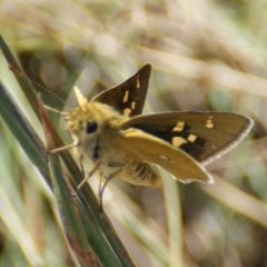 Trapezites luteus (Yellow Ochre, Rare White-spot Skipper) at Red Hill Nature Reserve - 17 Feb 2016 by roymcd
