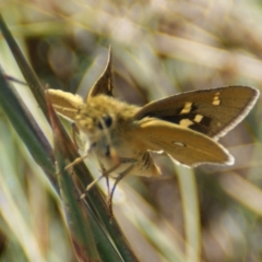 Trapezites luteus at Red Hill, ACT - 17 Feb 2016