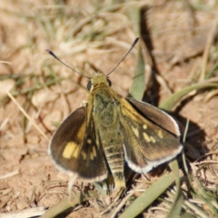 Trapezites luteus at Red Hill, ACT - 17 Feb 2016