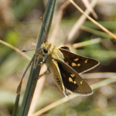 Trapezites luteus at Red Hill, ACT - 17 Feb 2016