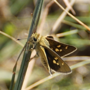 Trapezites luteus at Red Hill, ACT - 17 Feb 2016