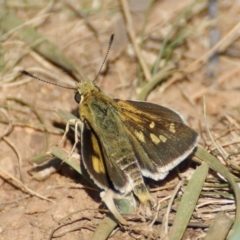 Trapezites luteus at Red Hill, ACT - 17 Feb 2016