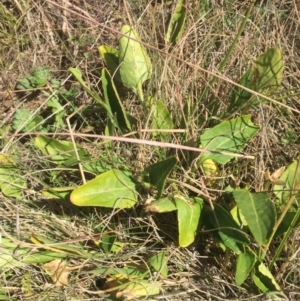 Viola betonicifolia at Mount Clear, ACT - 17 Feb 2016