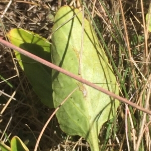 Viola betonicifolia at Mount Clear, ACT - 17 Feb 2016