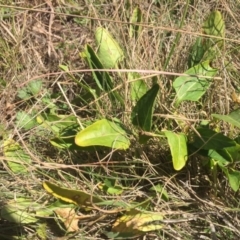 Viola betonicifolia at Mount Clear, ACT - 17 Feb 2016