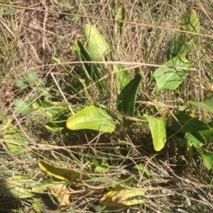 Viola betonicifolia at Mount Clear, ACT - 17 Feb 2016