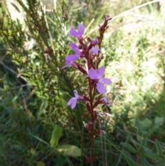 Stylidium (genus) (Trigger Plant) at Cotter River, ACT - 14 Feb 2016 by RobynHall