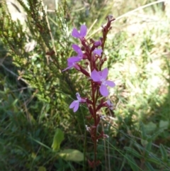 Stylidium sp. (Trigger Plant) at Namadgi National Park - 14 Feb 2016 by RobynHall