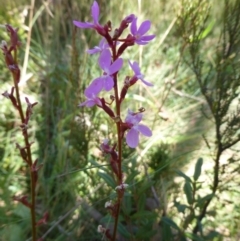 Stylidium sp. at Cotter River, ACT - 14 Feb 2016 11:26 AM