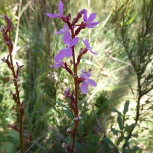 Stylidium sp. at Cotter River, ACT - 14 Feb 2016