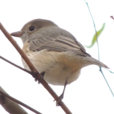 Pachycephala rufiventris (Rufous Whistler) at Point Hut to Tharwa - 29 Mar 2014 by michaelb