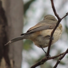 Pachycephala rufiventris at Paddys River, ACT - 29 Mar 2014 06:41 PM