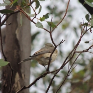 Pachycephala rufiventris at Paddys River, ACT - 29 Mar 2014 06:41 PM