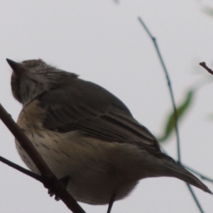 Pachycephala rufiventris at Paddys River, ACT - 29 Mar 2014 06:41 PM