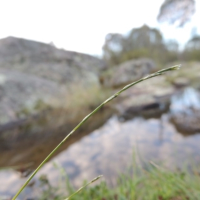 Tripogonella loliiformis (Five Minute Grass, Rye Beetle-Grass) at Paddys River, ACT - 2 Feb 2016 by MichaelBedingfield