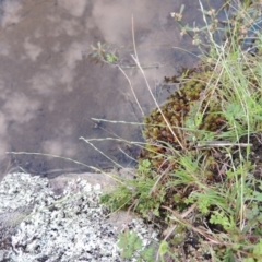 Tripogonella loliiformis at Paddys River, ACT - 2 Feb 2016