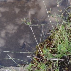 Tripogonella loliiformis at Paddys River, ACT - 2 Feb 2016