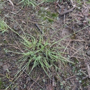 Tripogonella loliiformis at Paddys River, ACT - 2 Feb 2016 07:48 PM