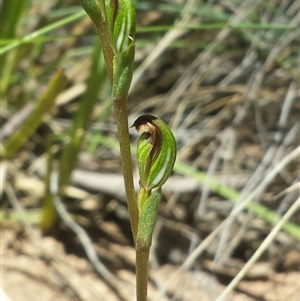 Speculantha rubescens at Point 4150 - 18 Feb 2016