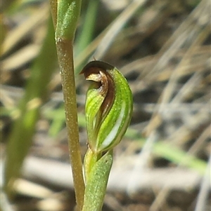 Speculantha rubescens at Point 4150 - 18 Feb 2016