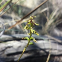 Corunastylis clivicola (Rufous midge orchid) at Aranda Bushland - 18 Feb 2016 by MattM