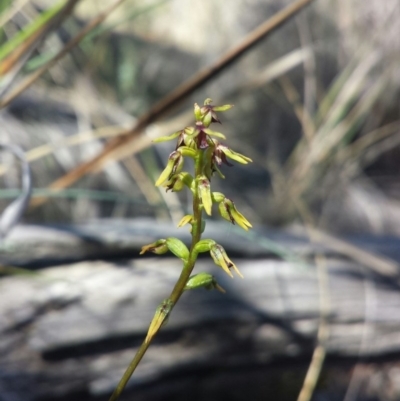 Corunastylis clivicola (Rufous midge orchid) at Aranda Bushland - 18 Feb 2016 by MattM