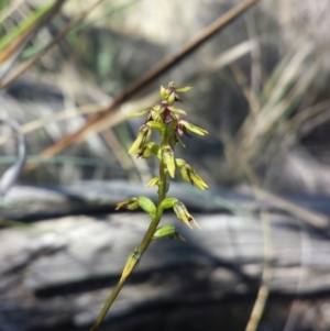 Corunastylis clivicola at Aranda, ACT - 18 Feb 2016
