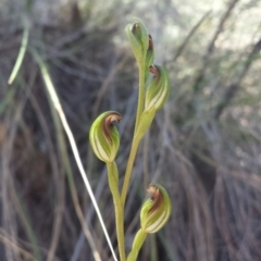 Speculantha rubescens (Blushing Tiny Greenhood) at Aranda Bushland - 18 Feb 2016 by MattM