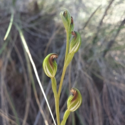 Speculantha rubescens (Blushing Tiny Greenhood) at Aranda Bushland - 18 Feb 2016 by MattM