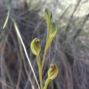 Speculantha rubescens at Aranda, ACT - 18 Feb 2016