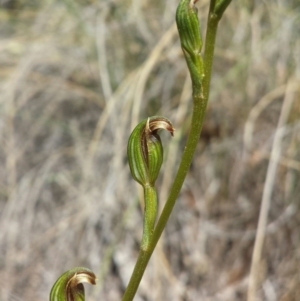 Speculantha rubescens at Aranda, ACT - 18 Feb 2016