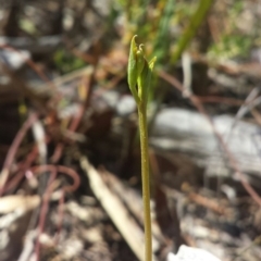 Speculantha rubescens at Aranda, ACT - 18 Feb 2016