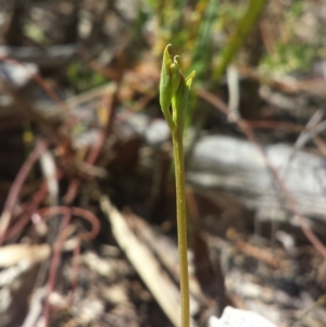 Speculantha rubescens at Aranda, ACT - 18 Feb 2016