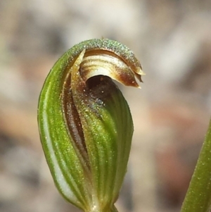 Speculantha rubescens at Aranda, ACT - 18 Feb 2016