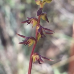Corunastylis clivicola (Rufous midge orchid) at Aranda, ACT - 18 Feb 2016 by MattM