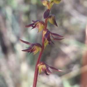 Corunastylis clivicola at Aranda, ACT - suppressed