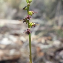 Corunastylis clivicola (Rufous midge orchid) at Aranda Bushland - 18 Feb 2016 by MattM