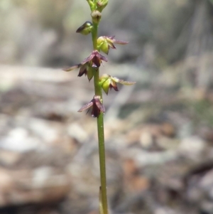 Corunastylis clivicola at Belconnen, ACT - 18 Feb 2016