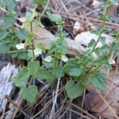 Scutellaria humilis (Dwarf Skullcap) at Isaacs Ridge - 19 Feb 2016 by Mike