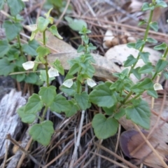 Scutellaria humilis (Dwarf Skullcap) at Isaacs Ridge - 18 Feb 2016 by Mike