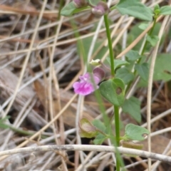 Scutellaria humilis at Isaacs Ridge - 19 Feb 2016