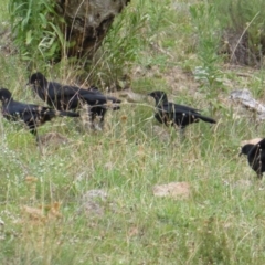 Corcorax melanorhamphos (White-winged Chough) at Symonston, ACT - 14 Feb 2016 by Mike