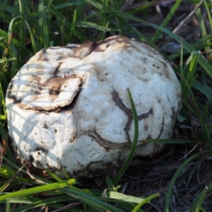 Calvatia sp. at Kowen, ACT - 17 Feb 2016 07:57 AM