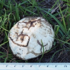 Calvatia sp. at Kowen, ACT - 17 Feb 2016 07:57 AM