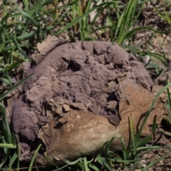 Calvatia sp. (a puffball ) at Kowen Woodland - 17 Feb 2016 by KenT