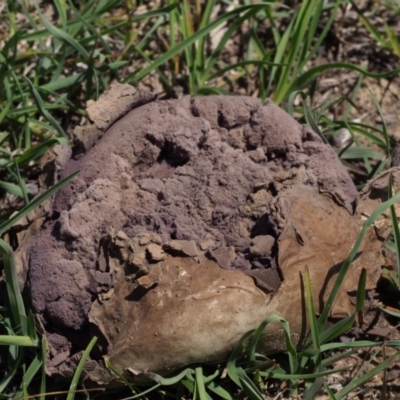 Calvatia sp. (a puffball ) at Kowen Woodland - 17 Feb 2016 by KenT