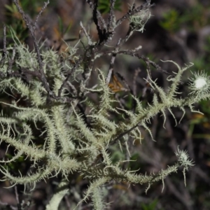 Usnea sp. (genus) at Kowen, ACT - 17 Feb 2016