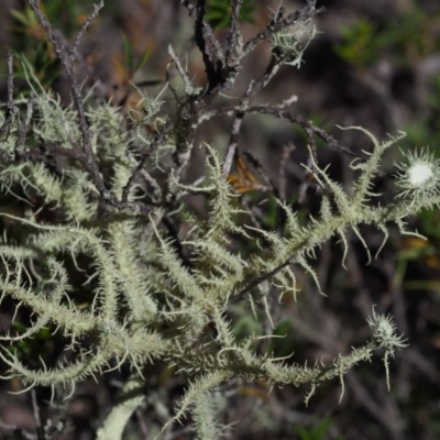 Usnea sp. (genus) (Bearded lichen) at Kowen Woodland - 17 Feb 2016 by KenT