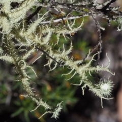 Usnea sp. (genus) at Kowen, ACT - 17 Feb 2016